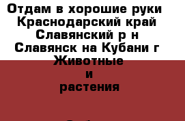 Отдам в хорошие руки - Краснодарский край, Славянский р-н, Славянск-на-Кубани г. Животные и растения » Собаки   